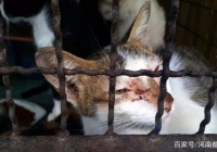 起底虐猫产业链：百部视频卖50元，有人月赚上万